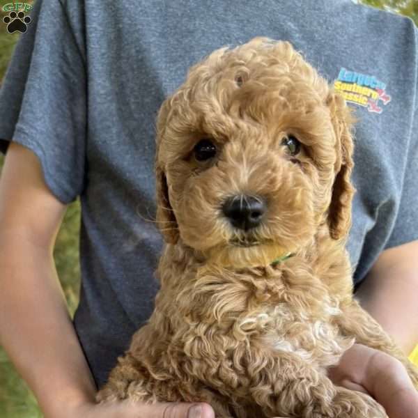 Toby, Mini Goldendoodle Puppy